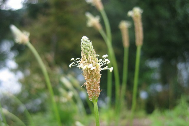 hana190612ヘラオオバコ