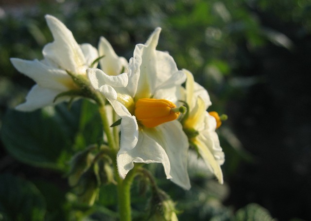 hana190520ジャガイモ