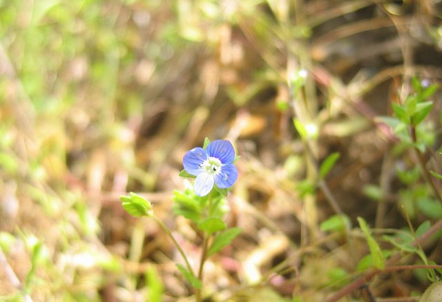 hana190522タチイヌノフグリ