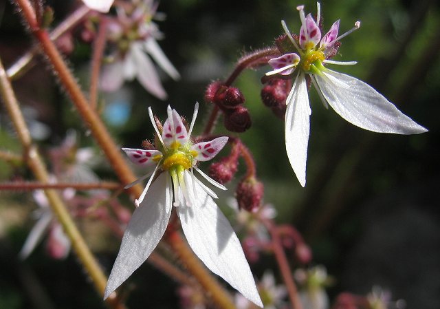 hana190521ユキノシタ