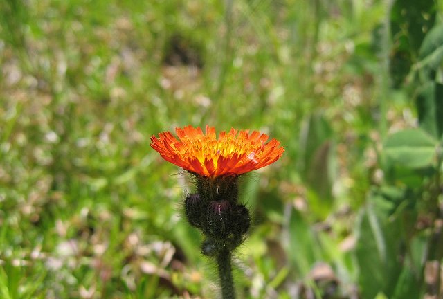 hana190618コウリンタンポポ