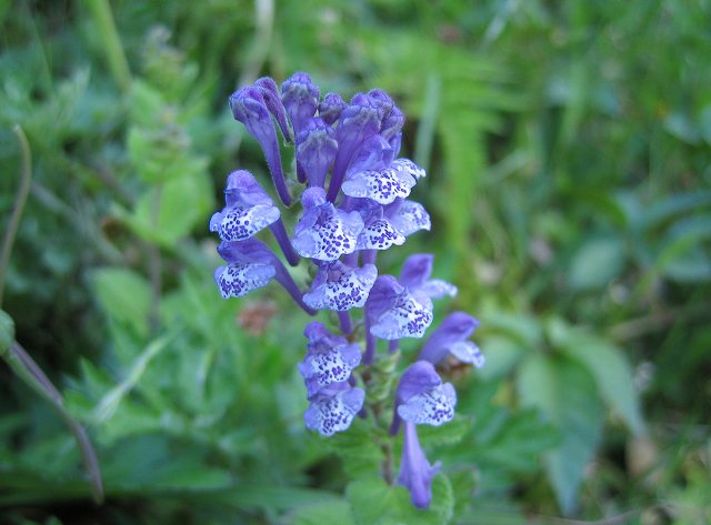 hana190523シソ科？