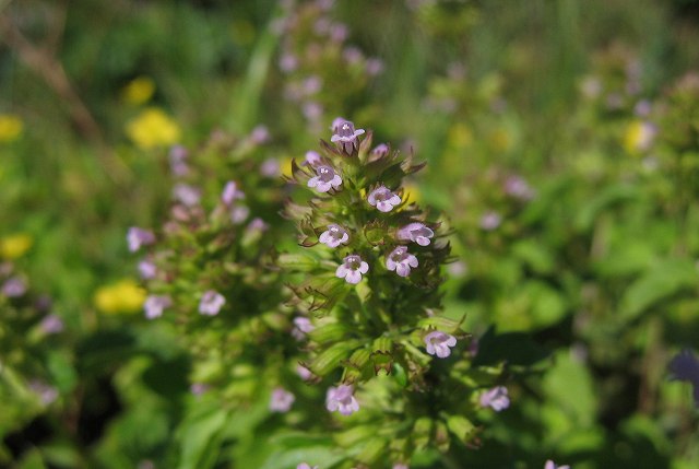 hana190617トウバナ