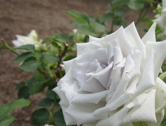 hana190603薔薇ブルーヘブン