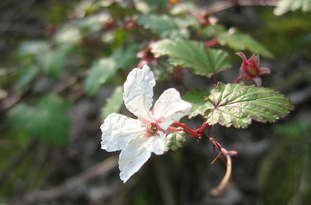 hana190503モミジイチゴ