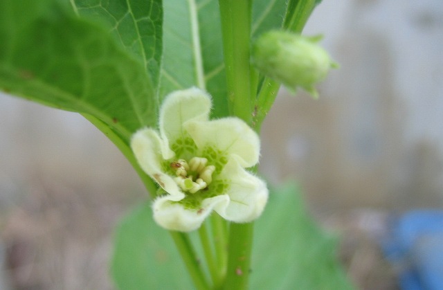 hana190527ホオズキ