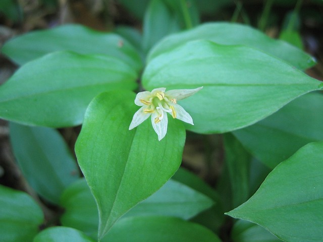 hana190505チゴユリ