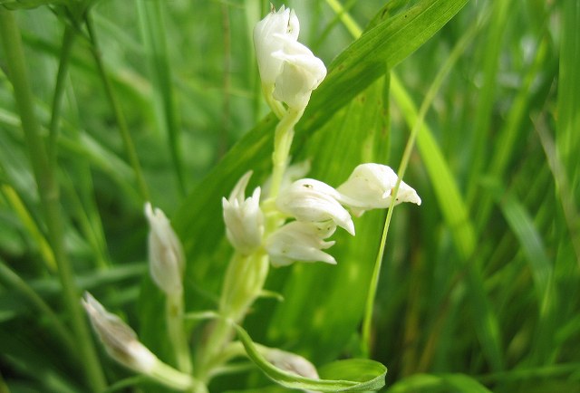 hana190627ギンラン