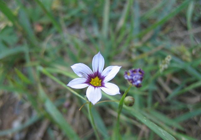 hana190524ニワゼキショウ