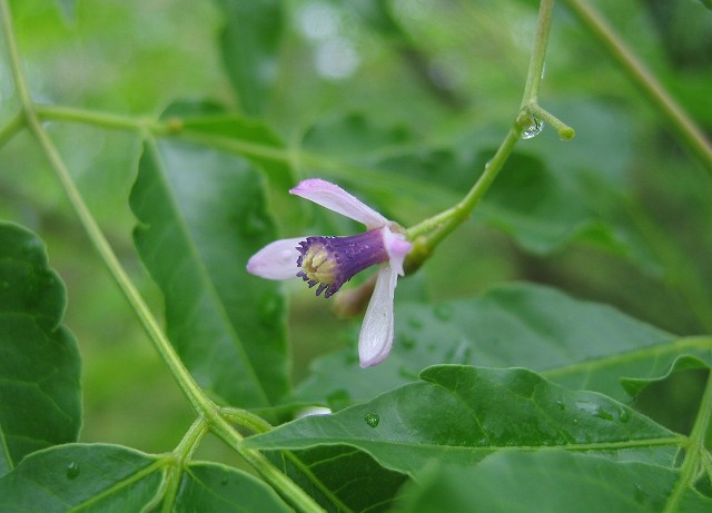 hana190609センダン