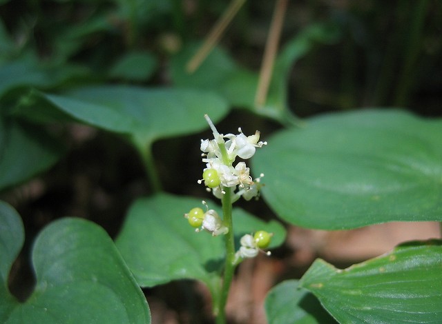 hana190620開田高原マイヅルソウ