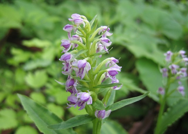 hana190630乗鞍高原ノビネチドリ