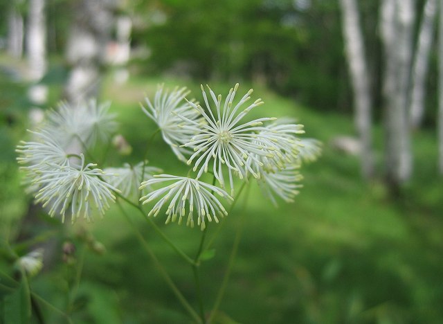 hana190629乗鞍高原-1