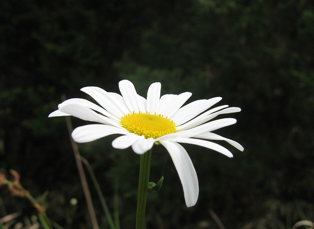 hana190508マーガレット