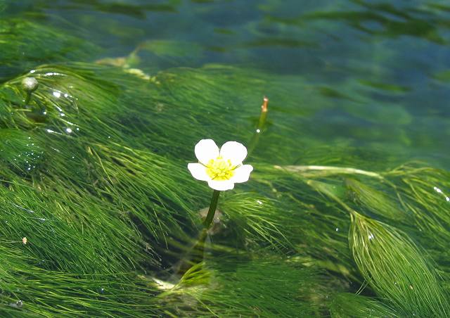 hana190625バイカモ