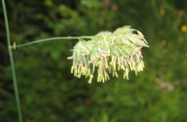 hana190613カモガヤ