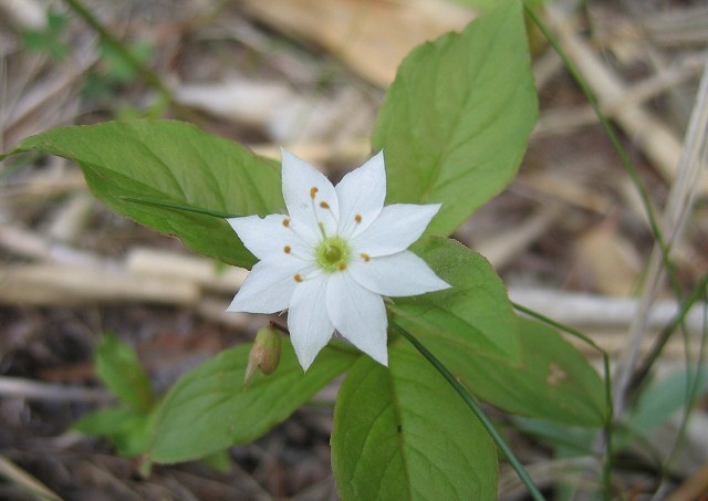 hana190628ツマトリソウ