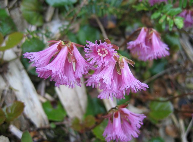 hana190624イワカガミ