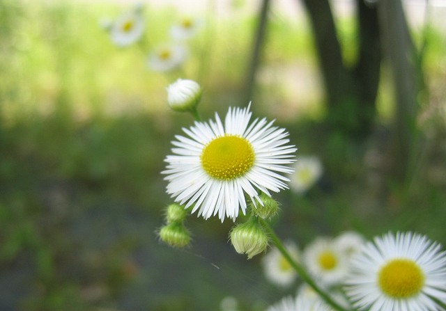 hana190606ヒメジョオン