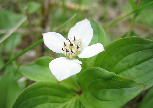 hana190626乗鞍高原ゴゼンタチバナ