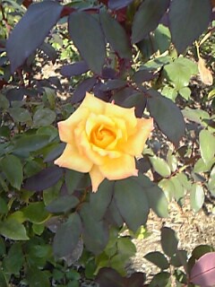 黄色の薔薇♪