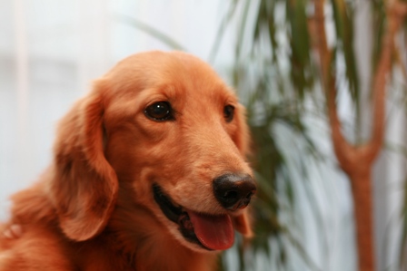 さいきんのもか