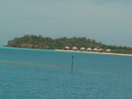 ビーチパラソル木