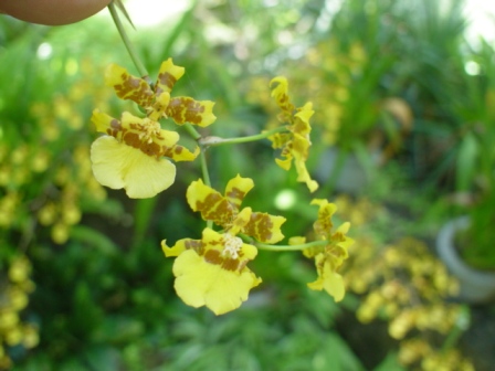 ダンシングバレー