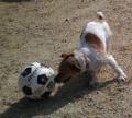 サッカー犬