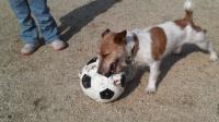 サッカーボール持つ犬