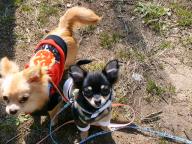 お座り＞＞＞お菓子頂戴＞＞