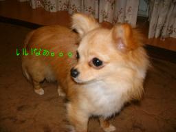 いいなぁ。。。