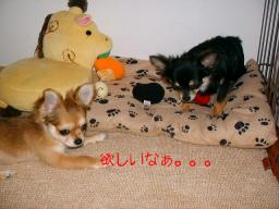 ２ワンコの関係。。。