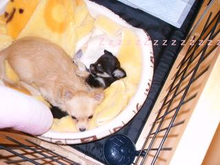 初めての添い寝