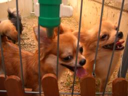 暑いなぁ。。。