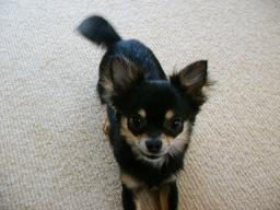 小次郎サマーカット★