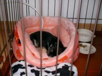 はじめまして★小次郎