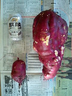 さつまいも２