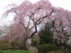 しだれ桜