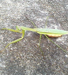 カマキリ