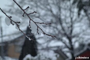 雪華