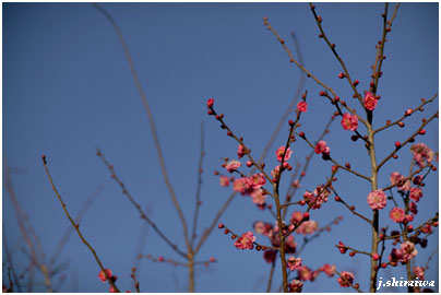 赤梅の花