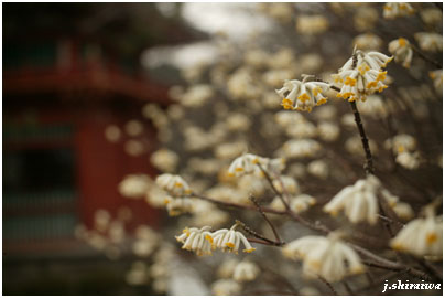 バナナ花?