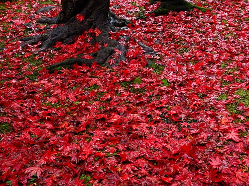 庭の散り紅葉