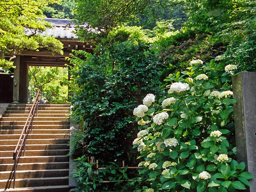 円覚寺山門とあじさい