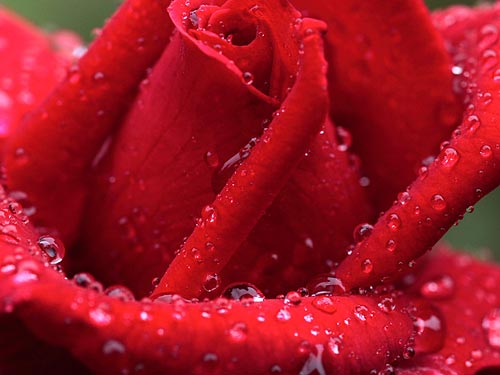 雨の中バラ園で咲く赤いバラ 壁紙自然派 楽天ブログ