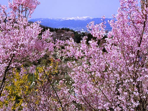 桜と吾妻連峰と