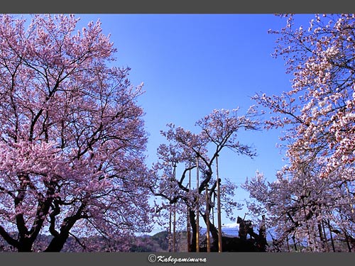 山高神代桜を囲む桜たち