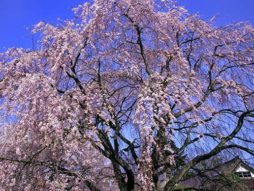 実相寺境内の桜