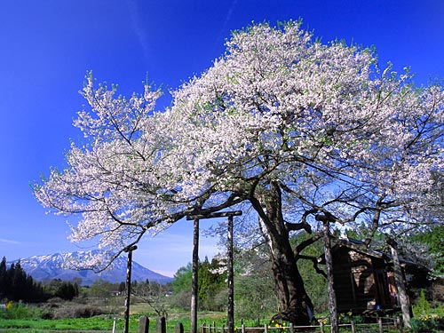 弘法桜２題 壁紙自然派 楽天ブログ